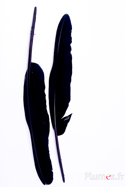 Schwan - 33-38 cm - schwarz